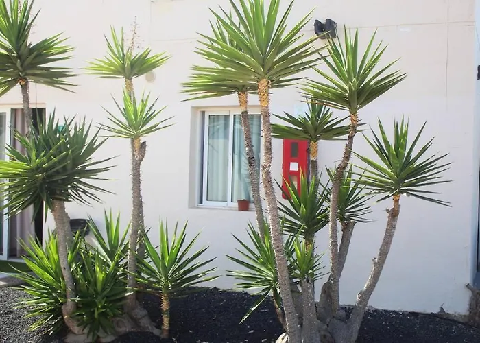 Pachi Alisios Playa Daire Corralejo